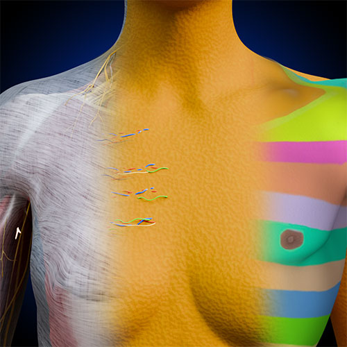 Pectoral Region I:\nSurface Anatomy\nDermatomes\nSuperficial\nDeep Fasciae