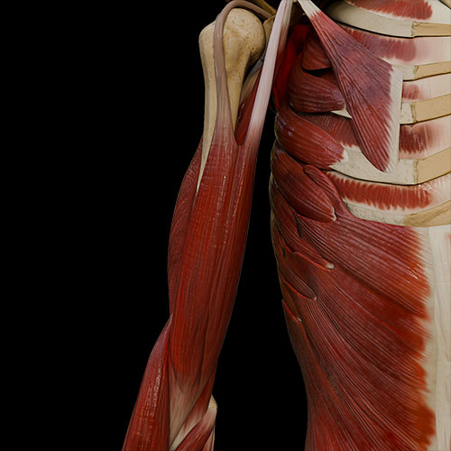 Arm I:\nMuscles