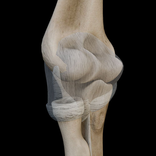 Elbow Joint