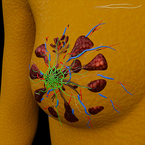 Mammary Gland
