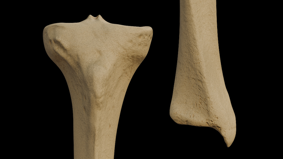 Tibia