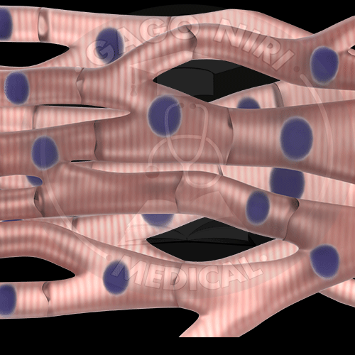 General Anatomy:\nMuscles