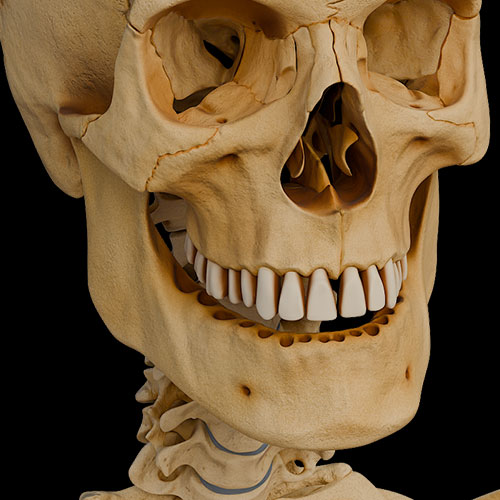 General Anatomy:\nJoints